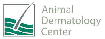 Home | Veterinarian in Studio City, CA | Animal Dermatology Center